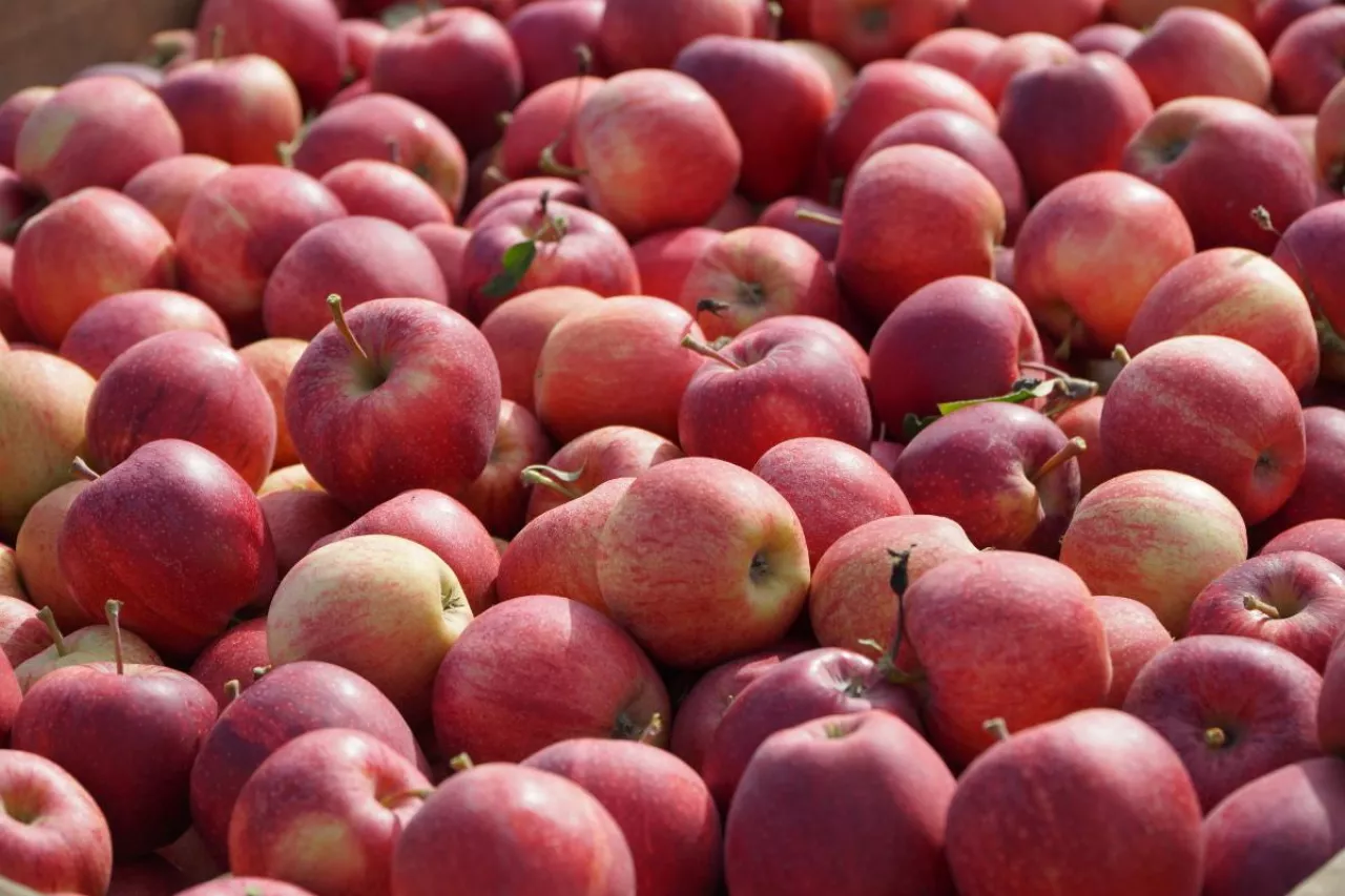 jabłka deserowe