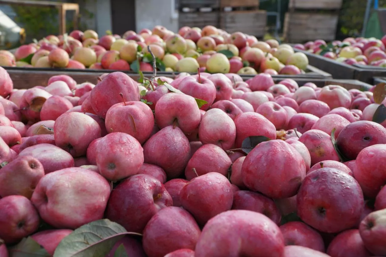kontraktacja jabłek przemysłowych