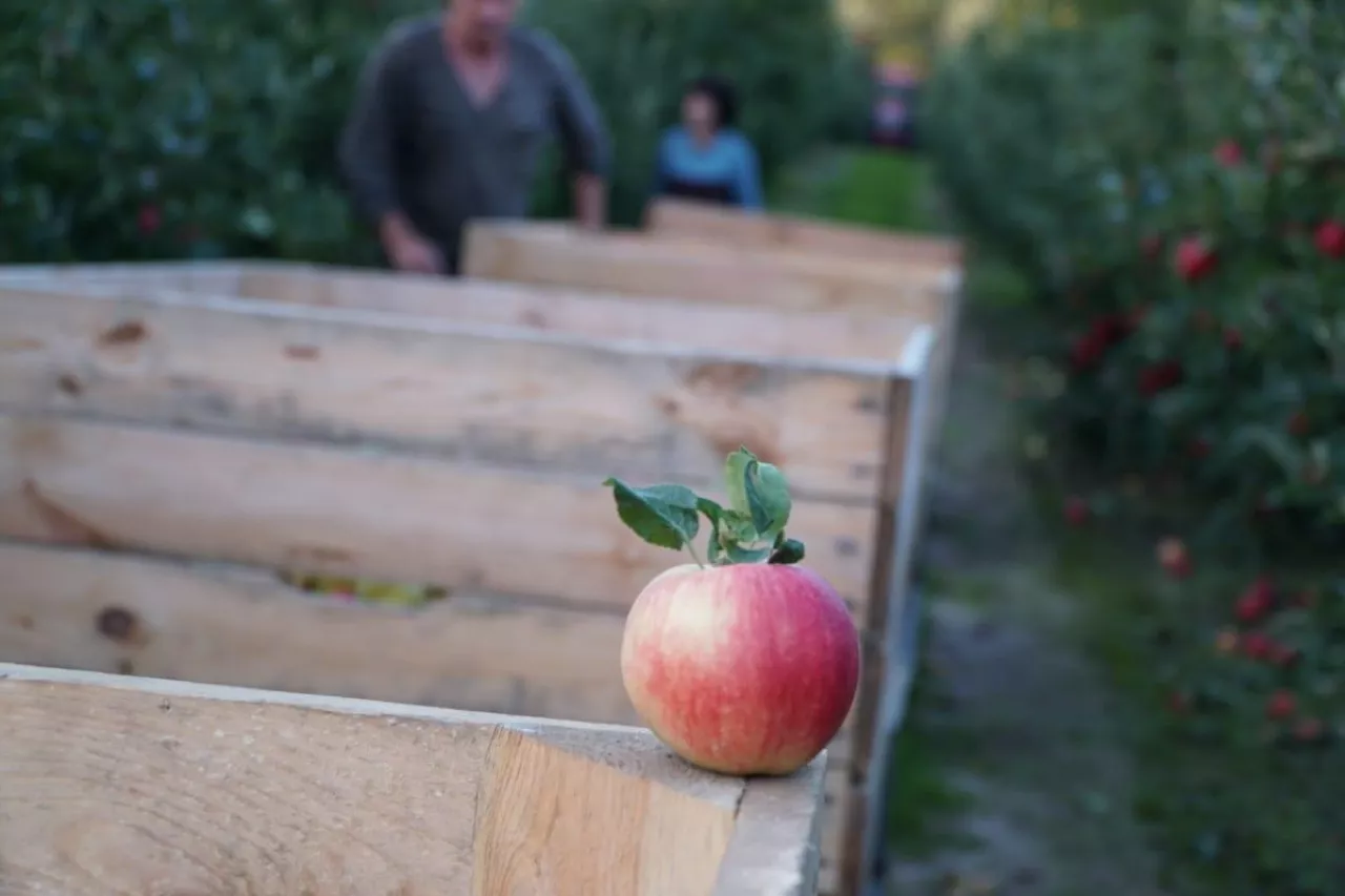 zbiory jabłek deserowych