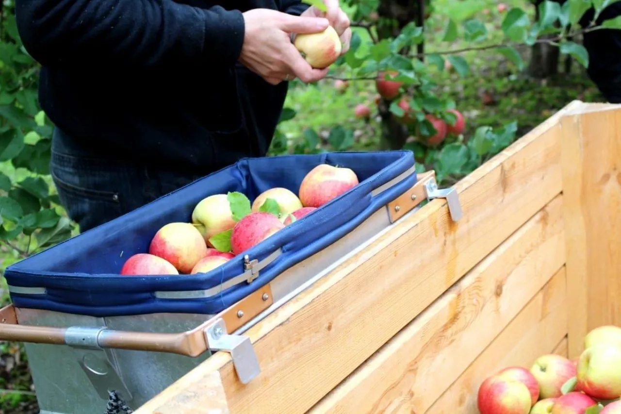 zbiory jabłek