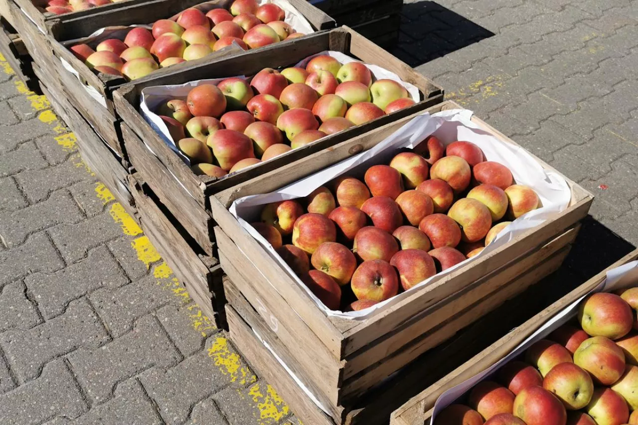 jabłka na Broniszach