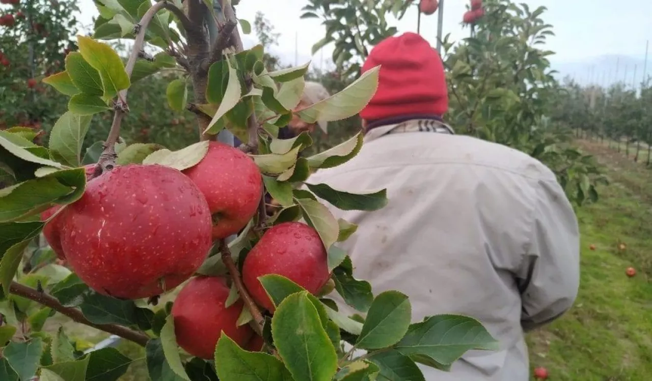 Deszczowa pogoda podczas zbiorów