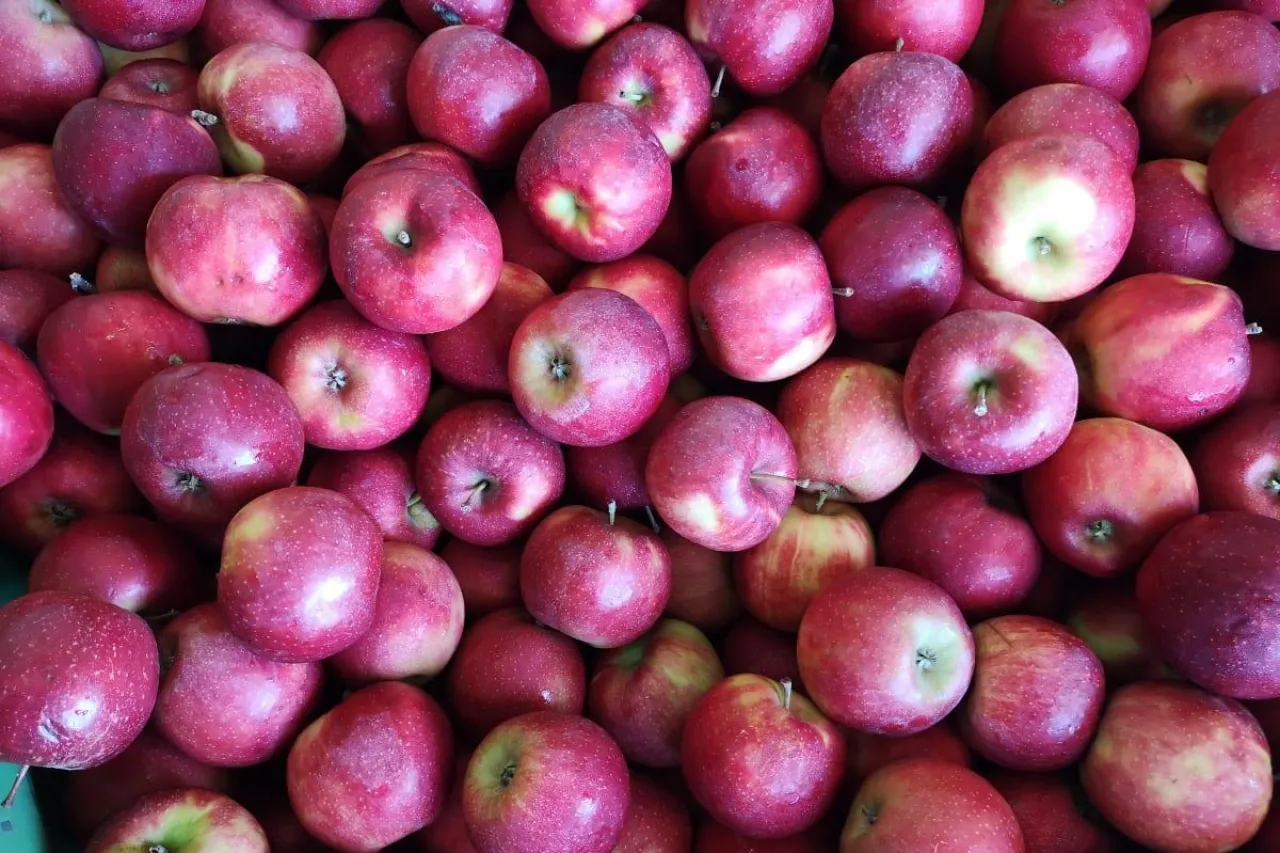 jabłka na obieranie