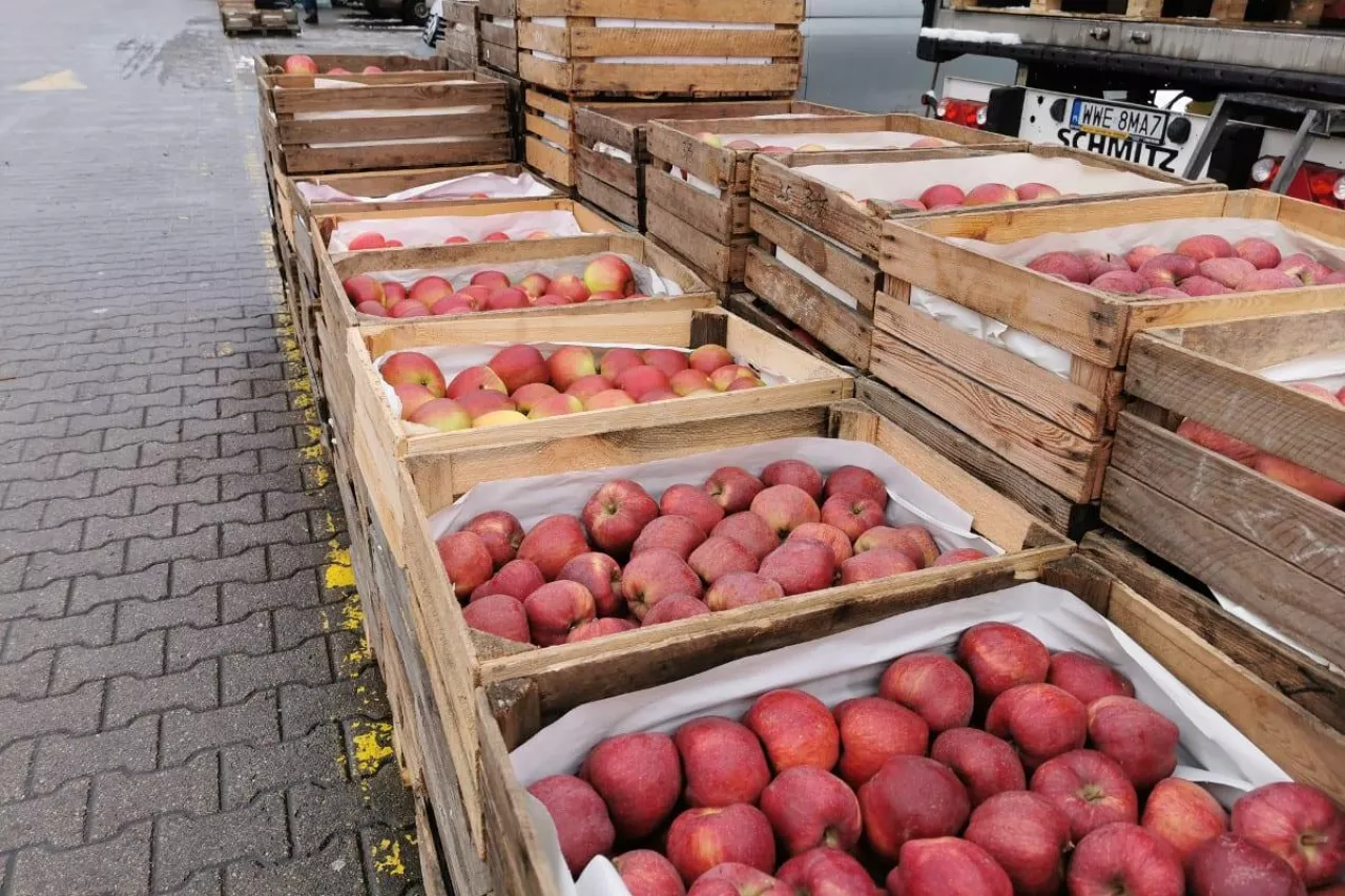 ceny jabłek na broniszach