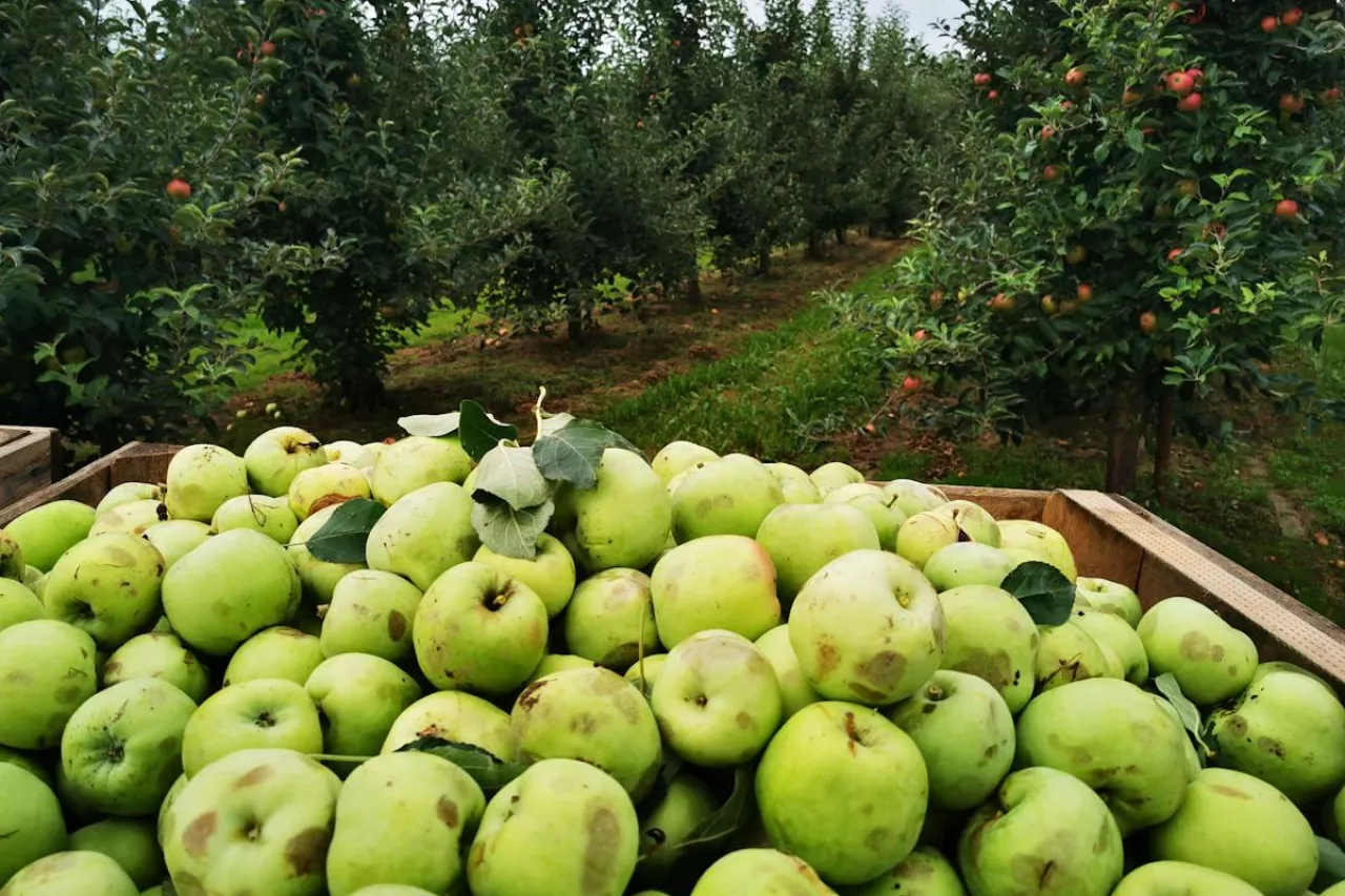 jabłka przemysłowe
