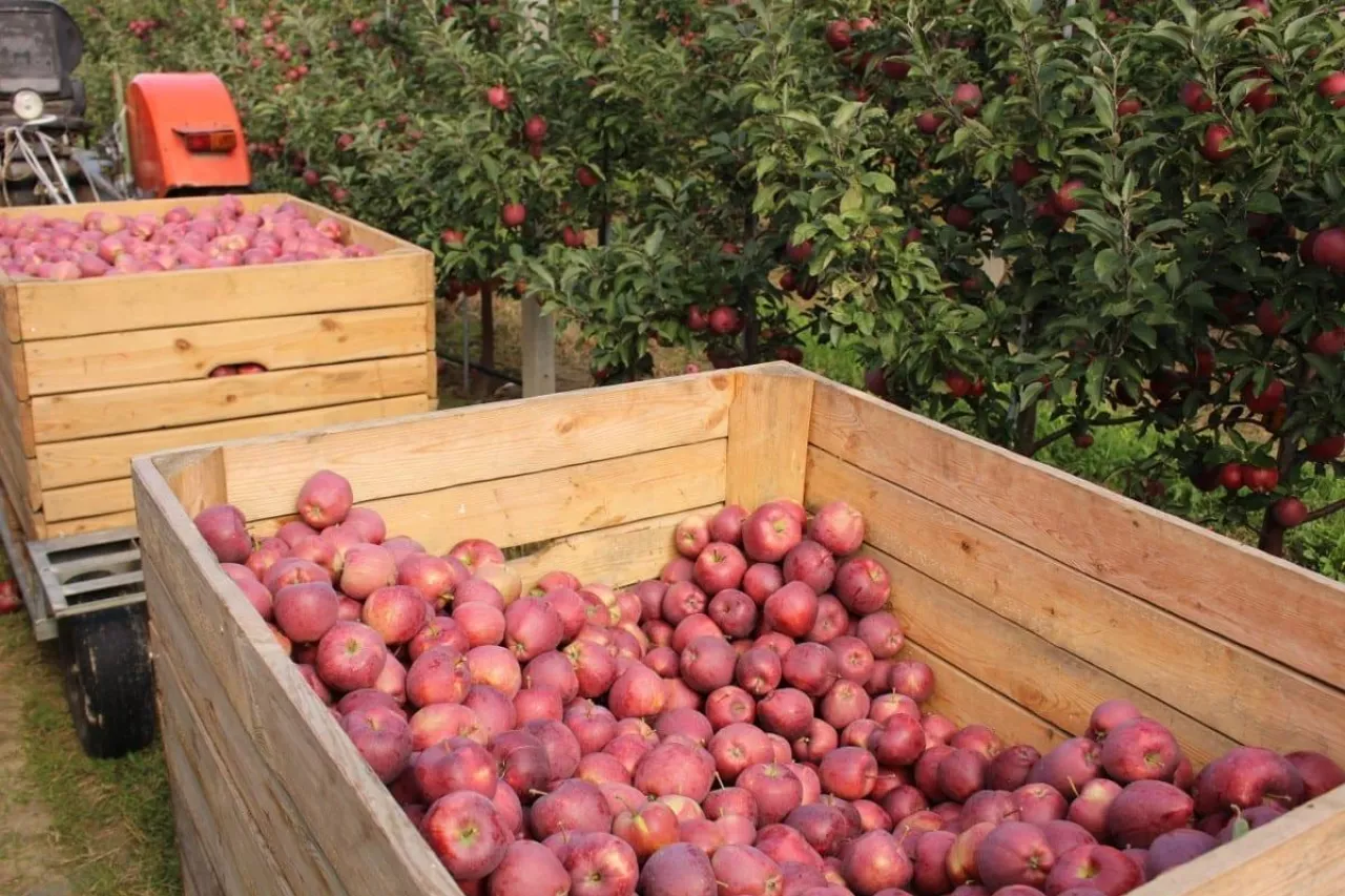 umowy kontraktacyjne