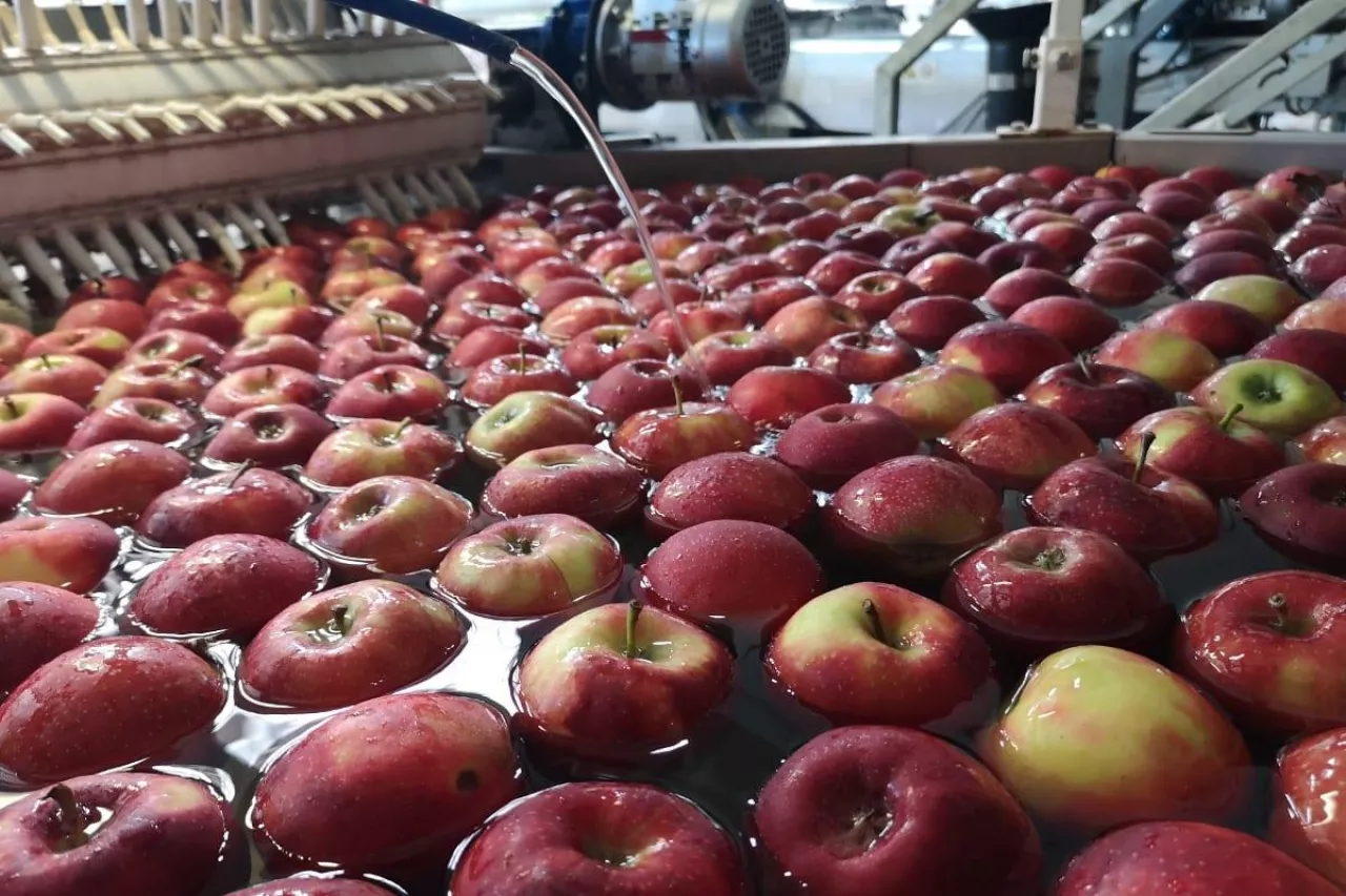 grupa producentów owoców i warzyw