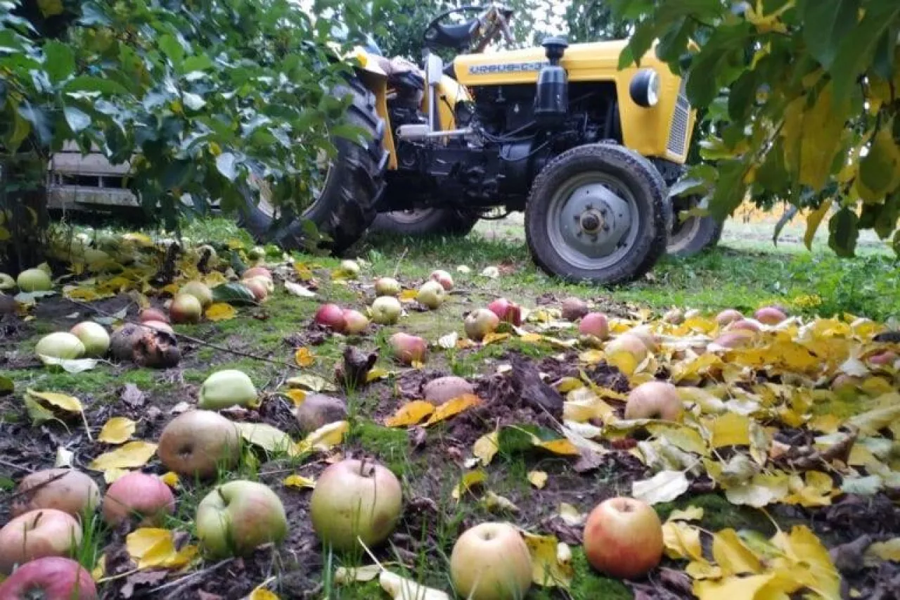 gospodarstwo sadownicze