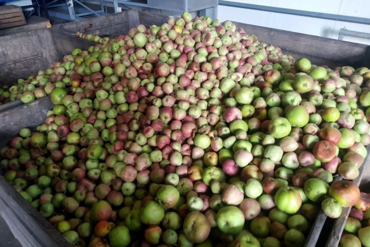 ceny jabłek przemysłowych 2020