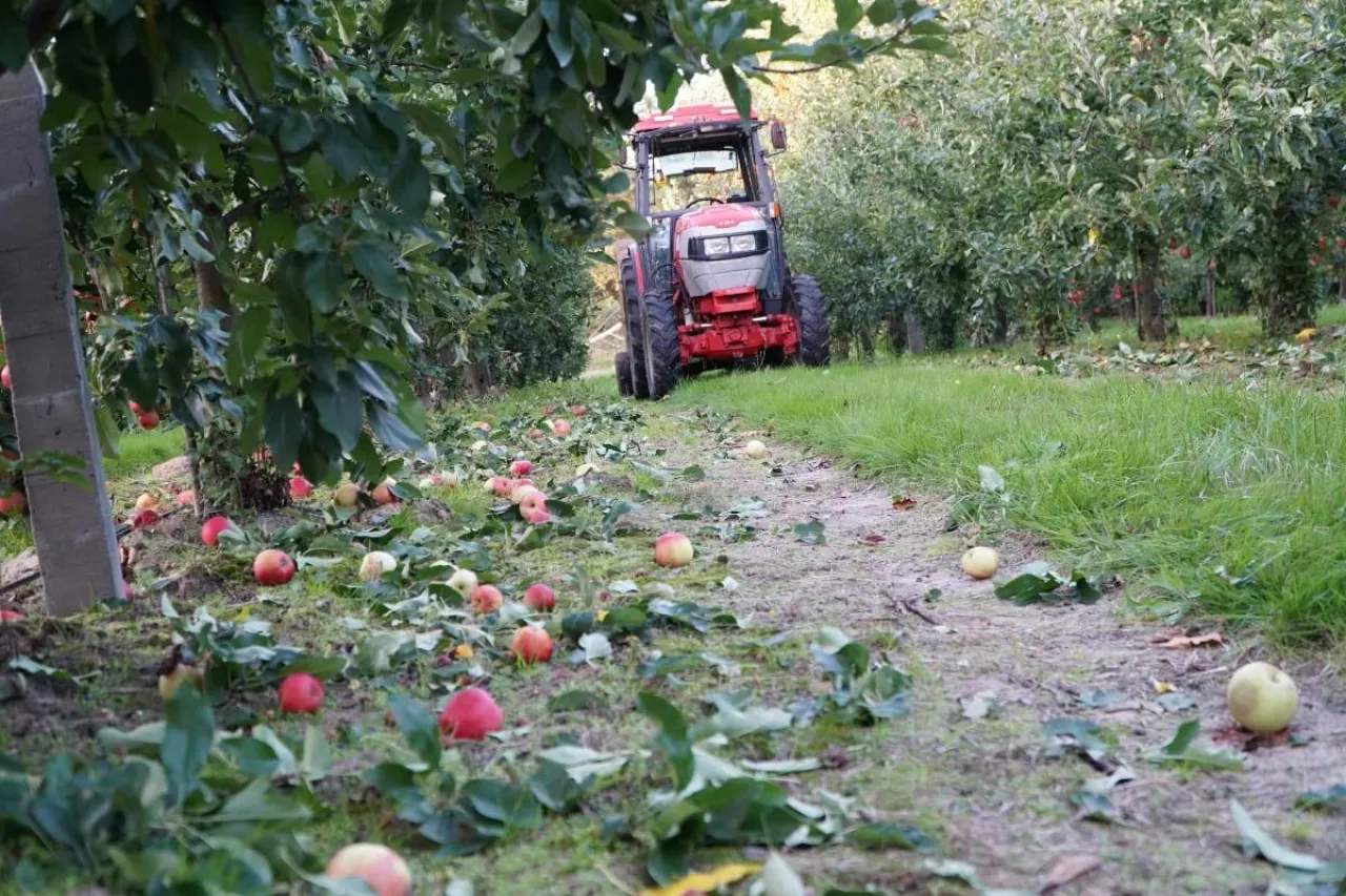 jabłka przemysłowe