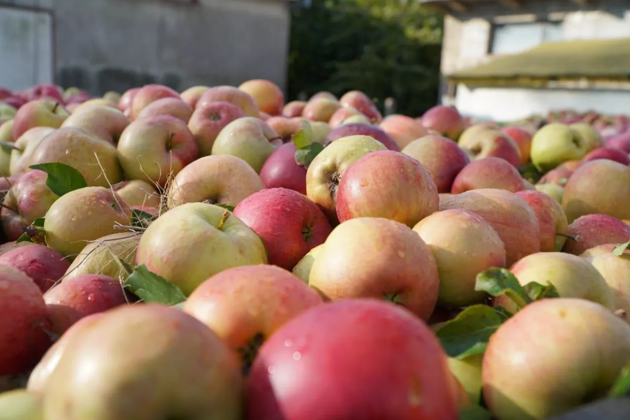 jabłka przemysłowe