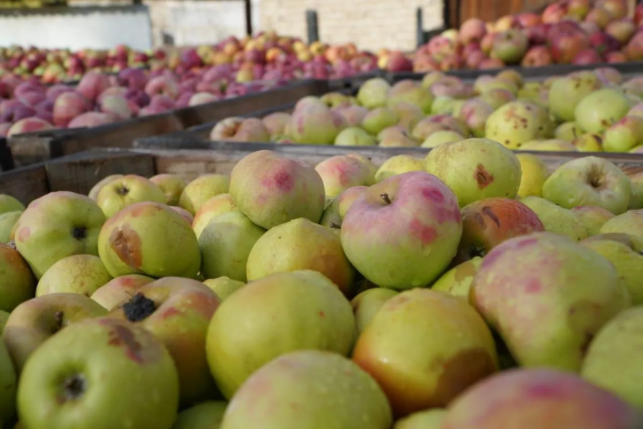 ceny jabłek przemysłowych