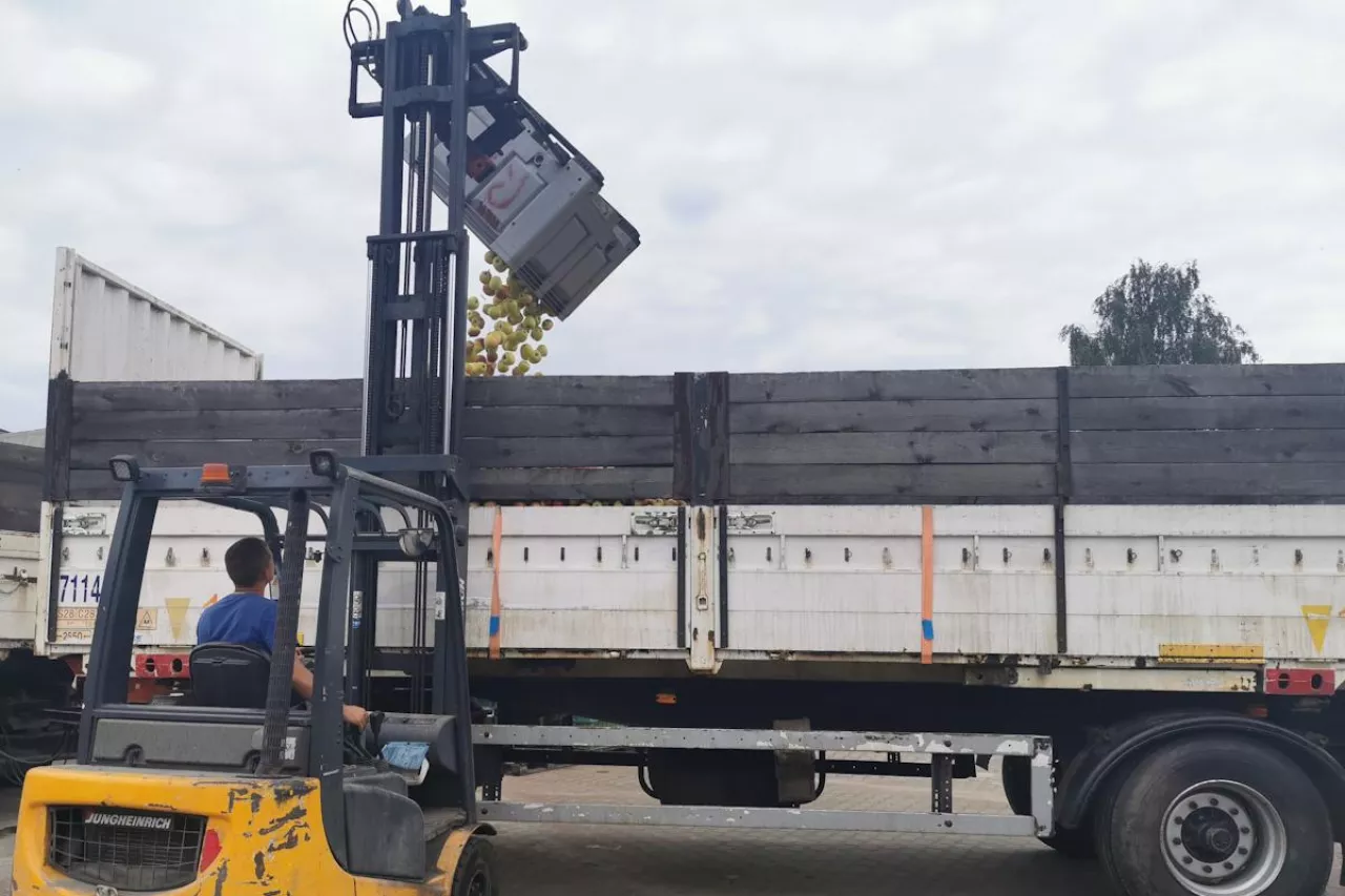 jabłka przemysłowe