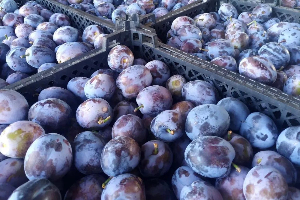 Cacanska Lepotica ceny