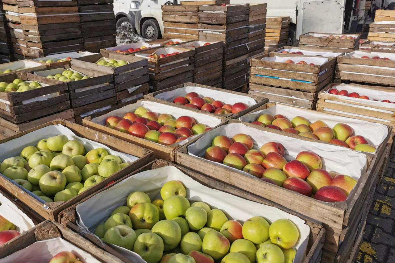 jabłka na hurcie