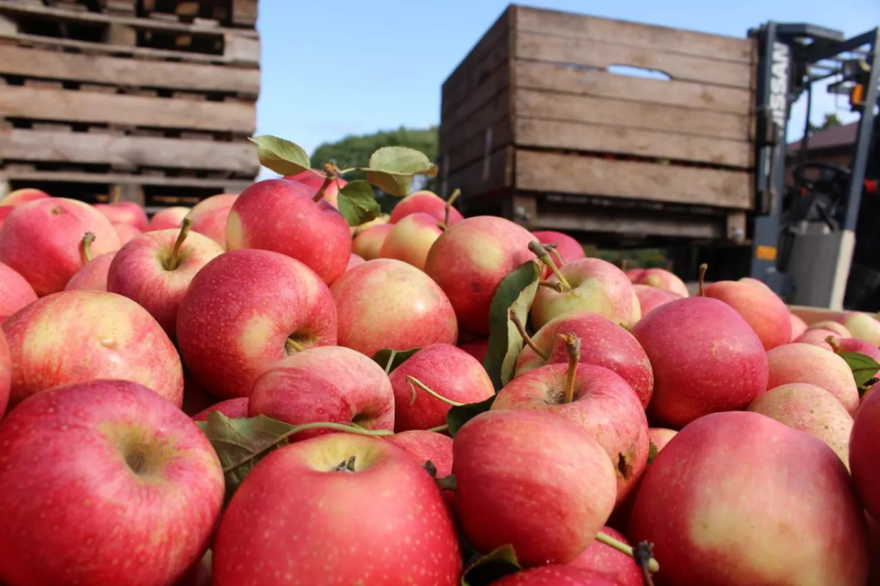 jabłka przemysłowe