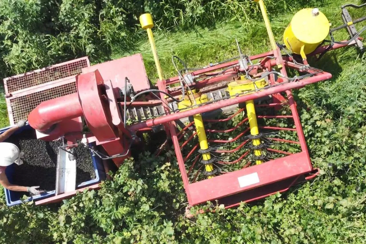 zbiór porzeczki czarnej