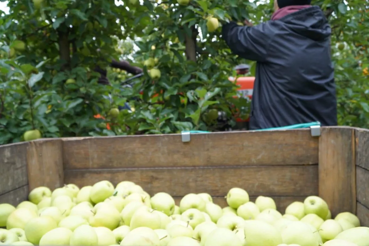 kradzież w gospodarstwie