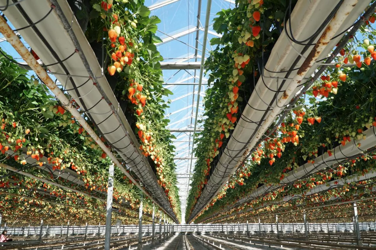 truskawki w szklarni