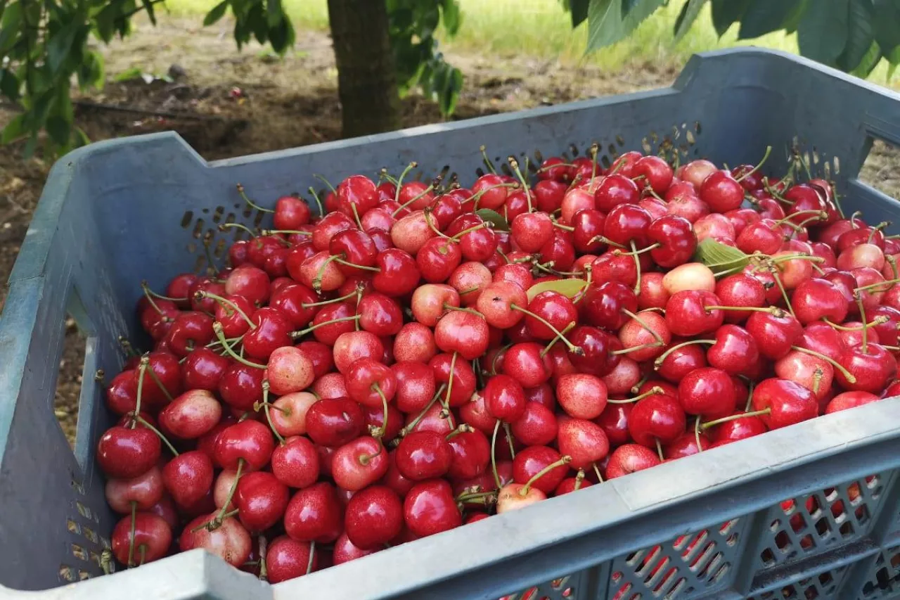 zniszczone czereśnie