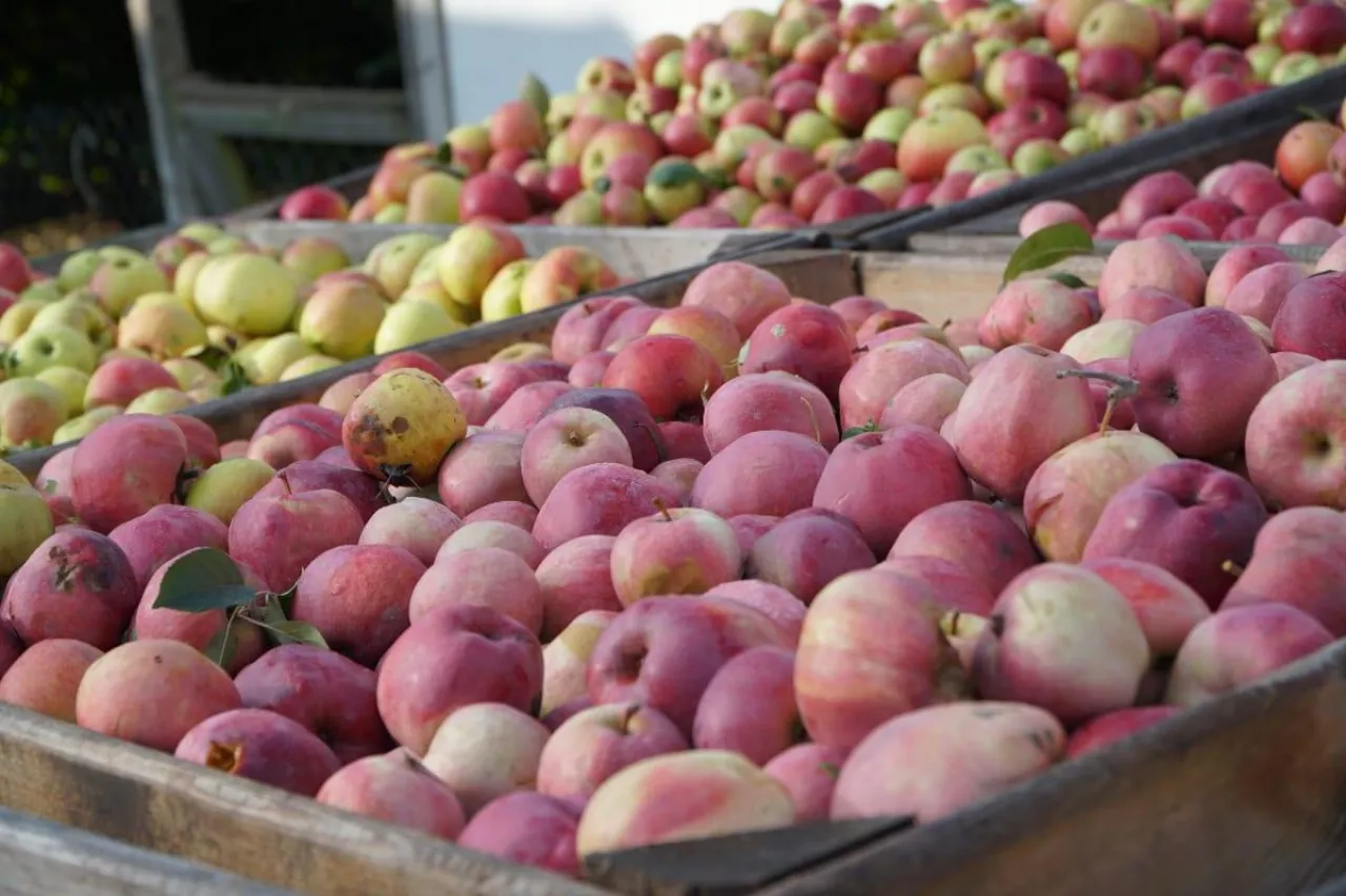 jabłka przemysłowe