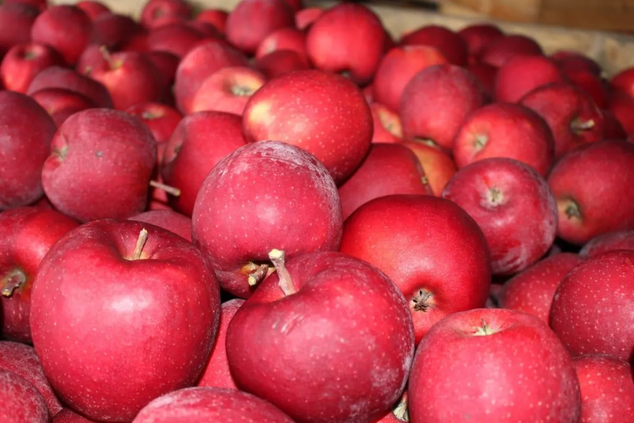 ceny jabłek 2020