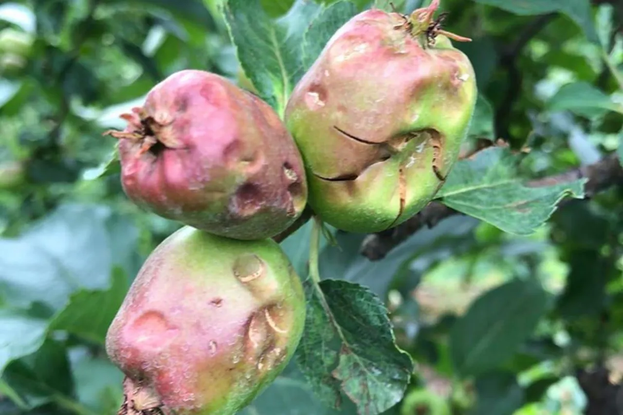 komunikat sadowniczy gradobcie