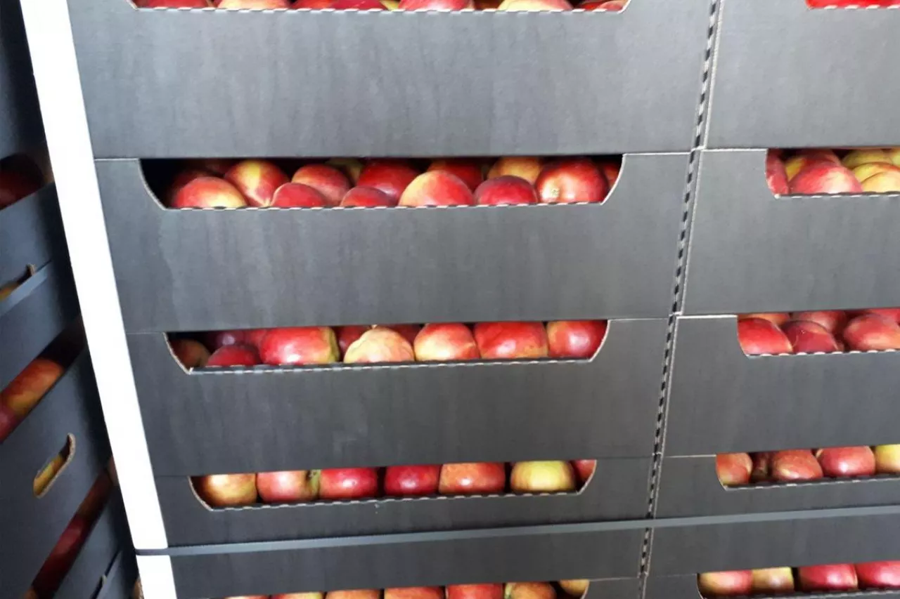 jablka na eksport