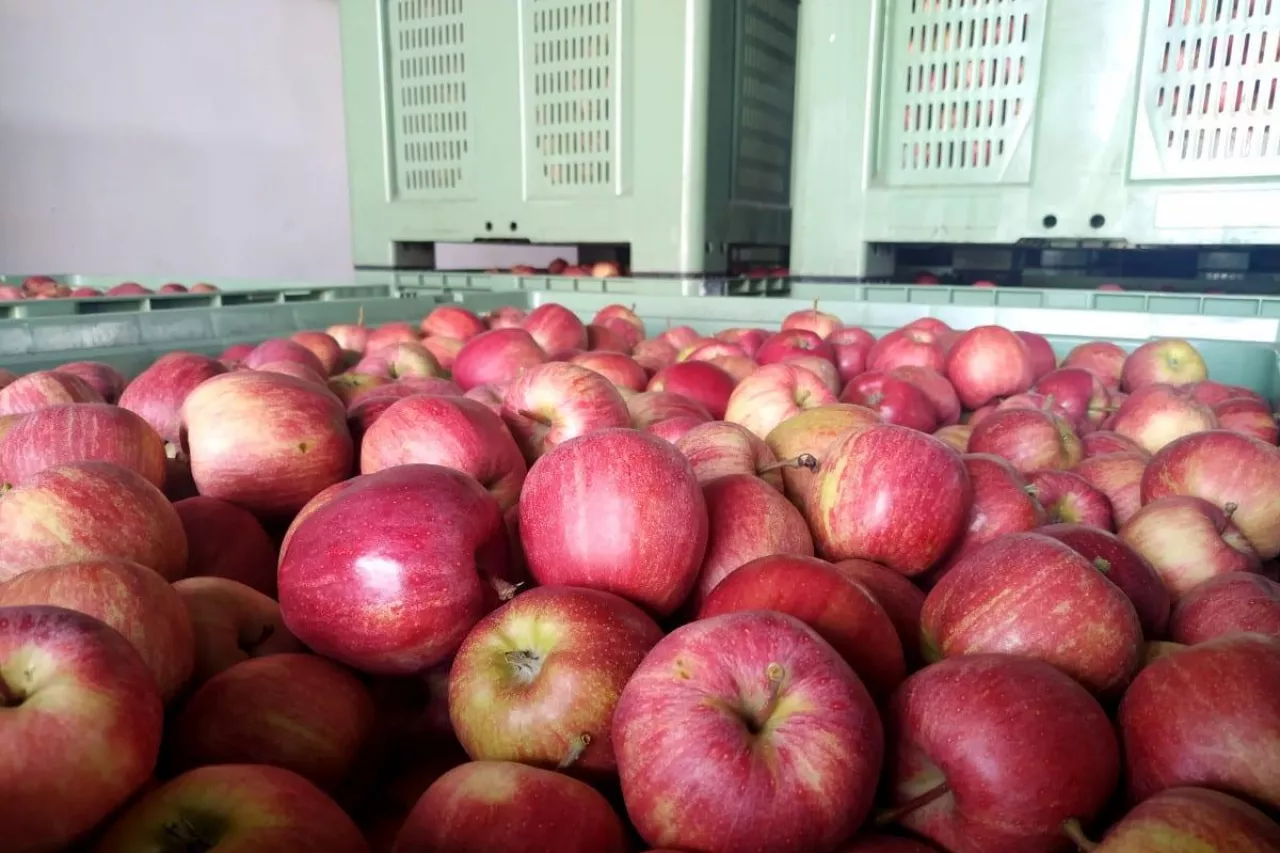 ceny jabłek deserowych