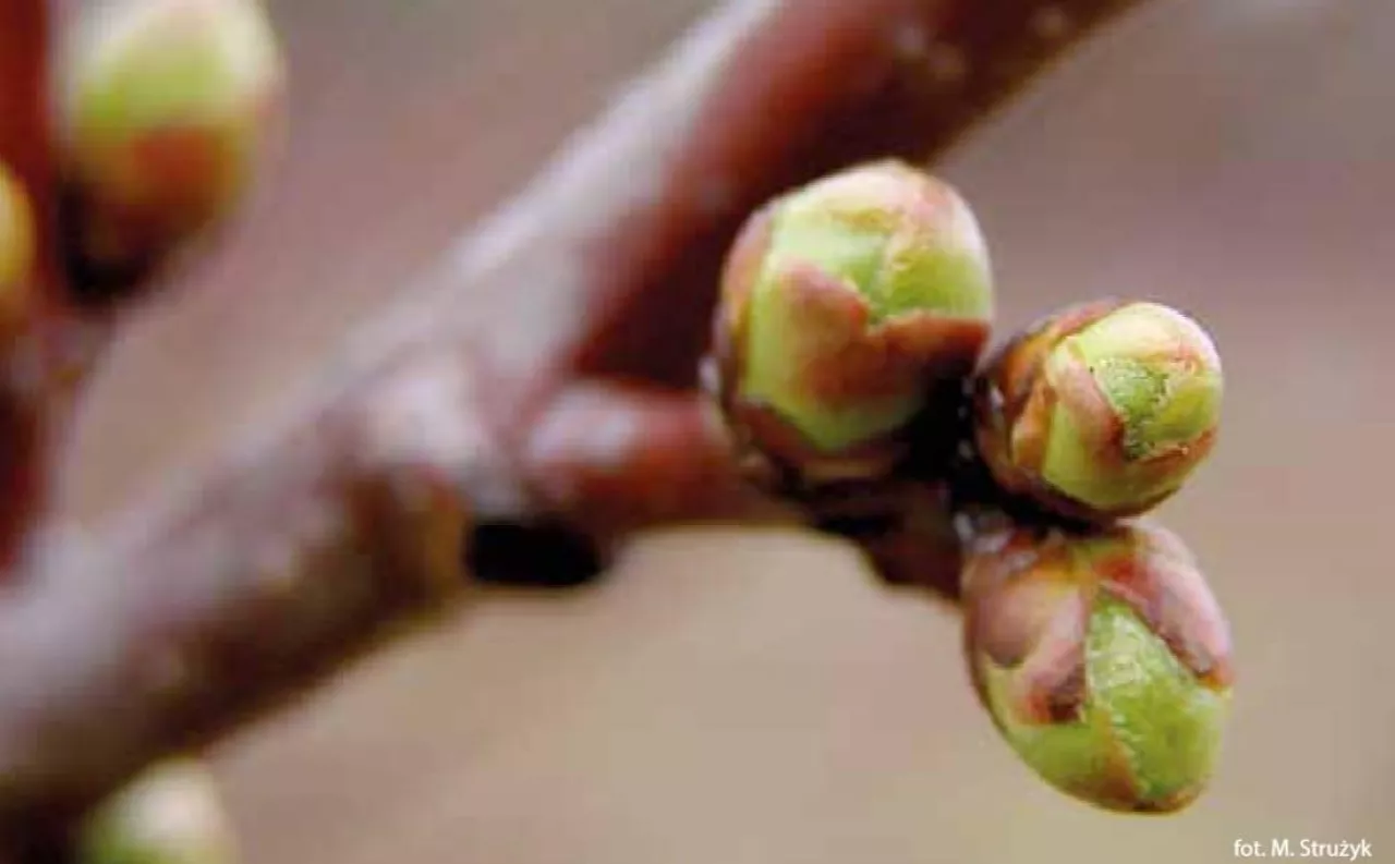 Pąki drzewo owocowe