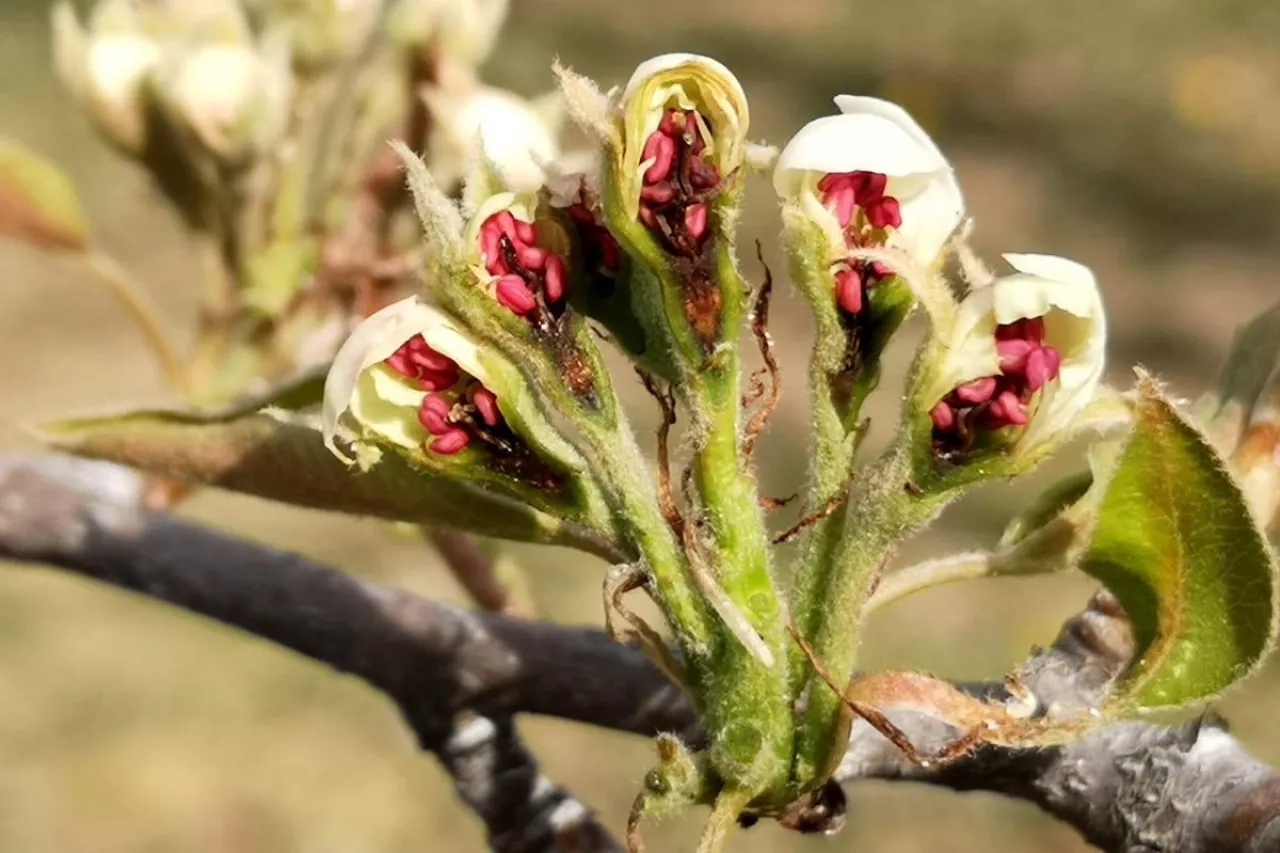 przymrozki 2020 jakie straty
