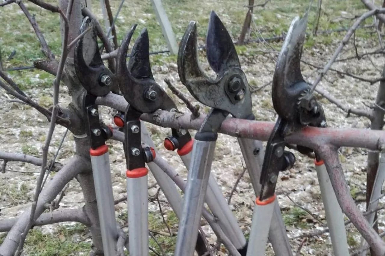 cięcie zimowe jabłoni