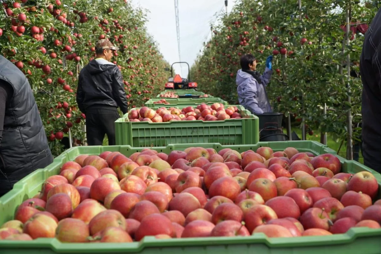 ceny jabłek deserowych