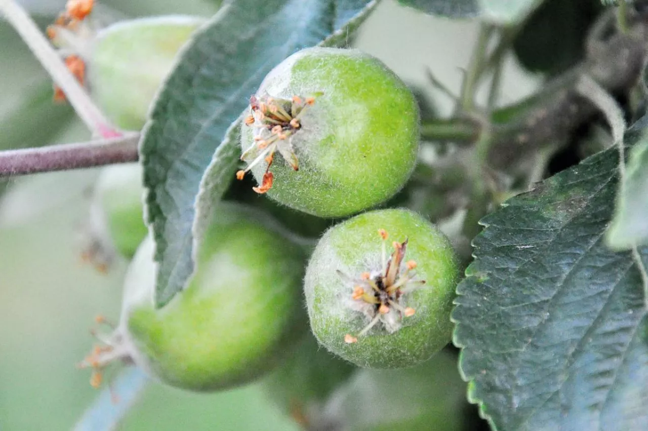 przerzedzanie jabłek