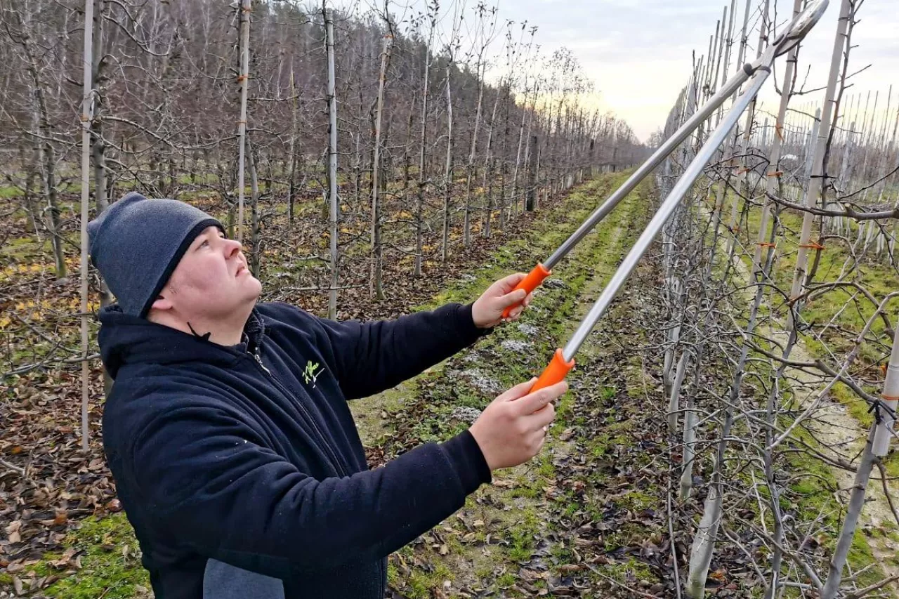 ciecie zimowe jabłoni u Szymona Czuja