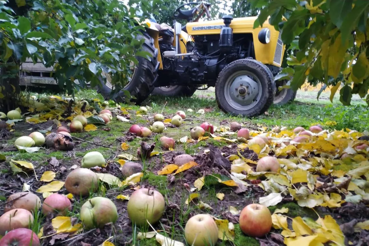 jabłka przemysłowe