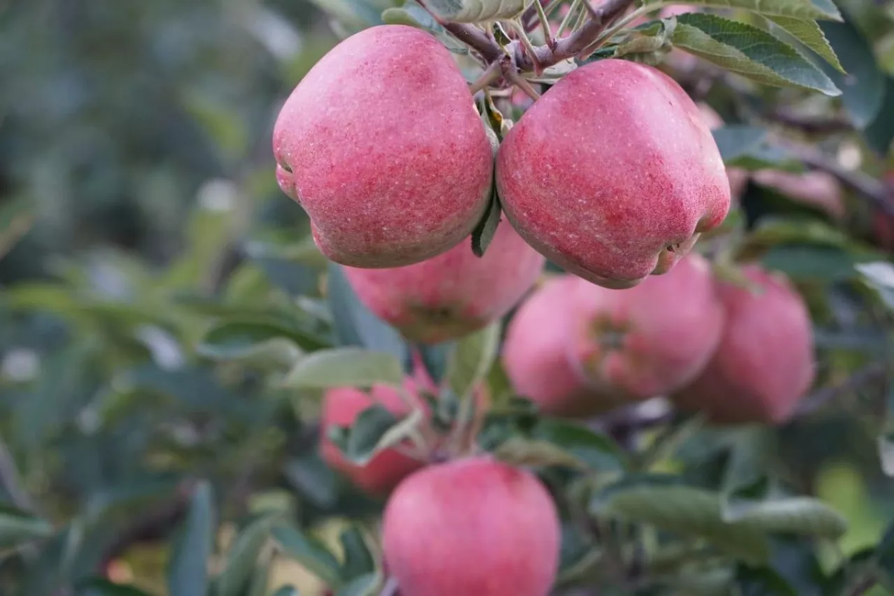 jabłka Red Delicious