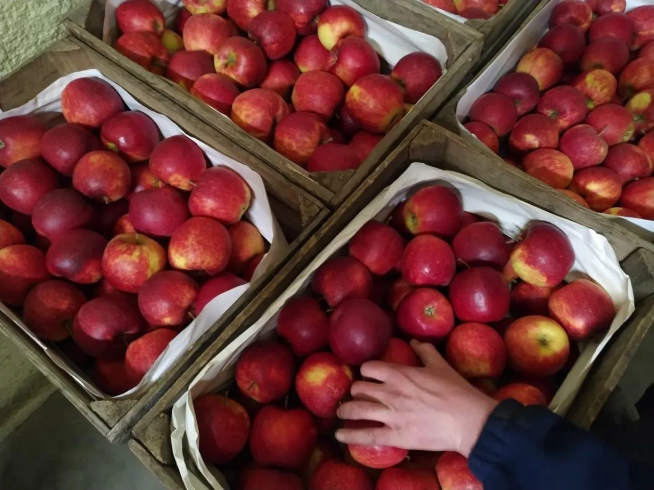 Jabłka przygotowane na rynek hurtowy