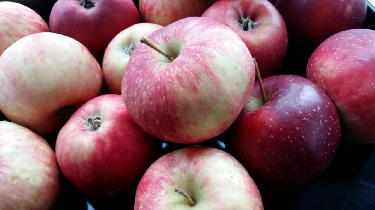 Jabłka odmiany Alwa