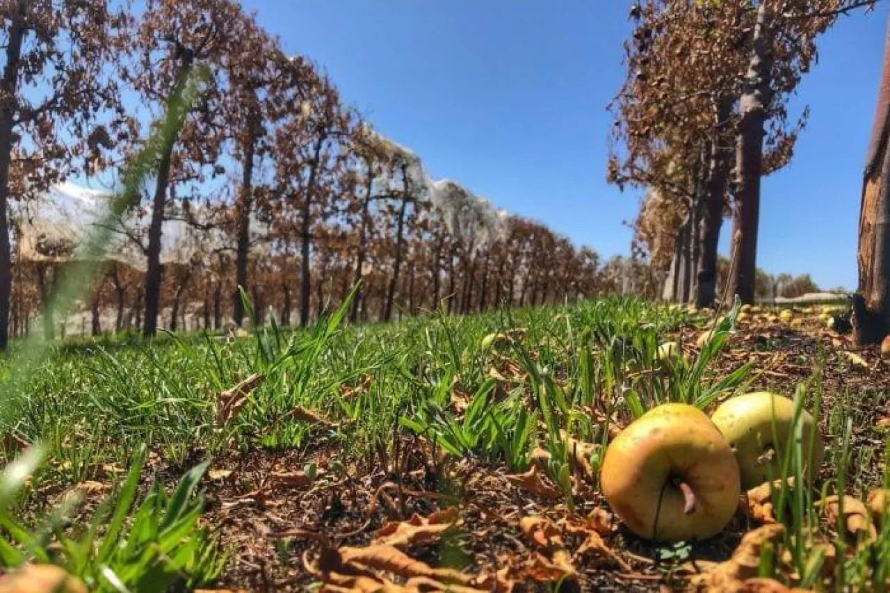 Pożary w sadach w Australii