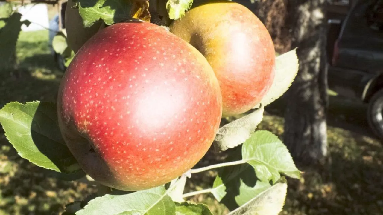 odmiana jabłek Boskoop