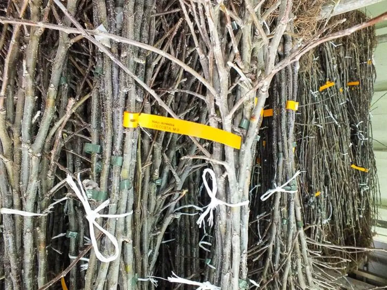 Materiał szkółkarski