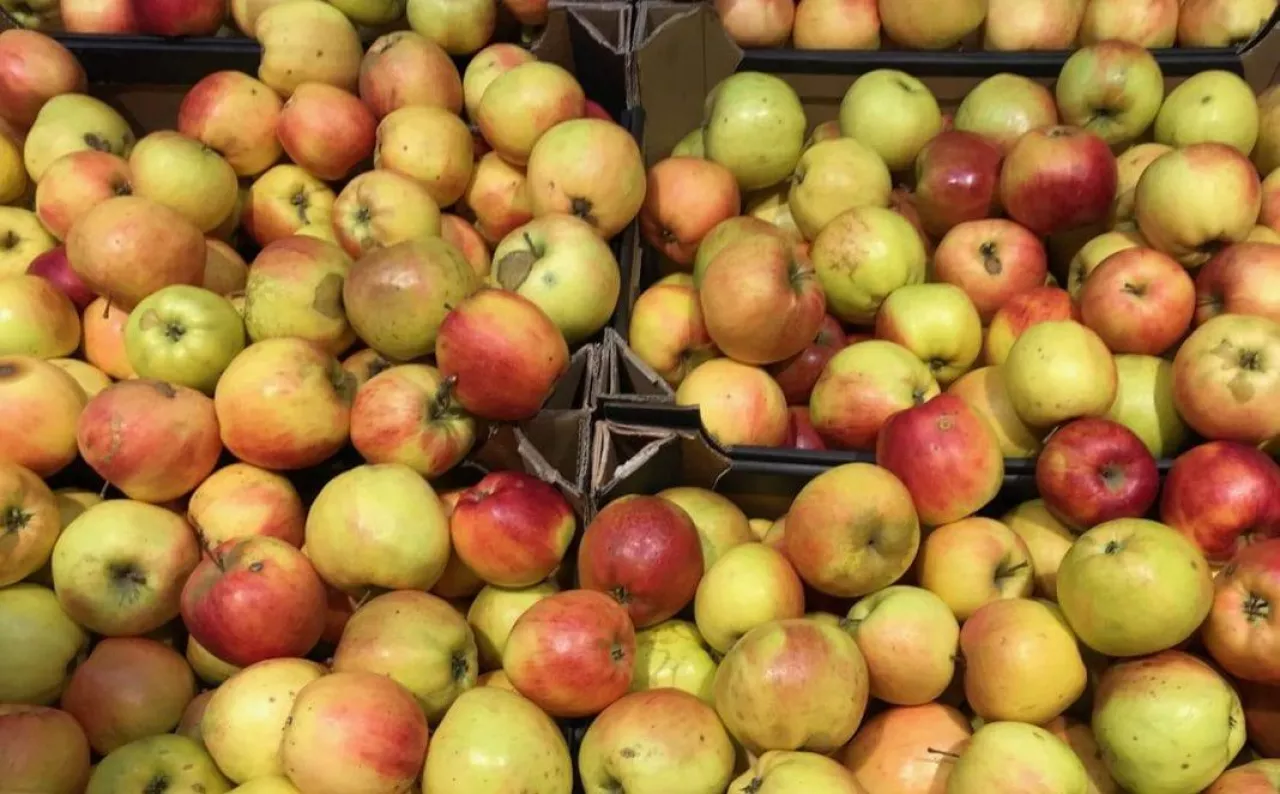 Jabłka słabej jakości