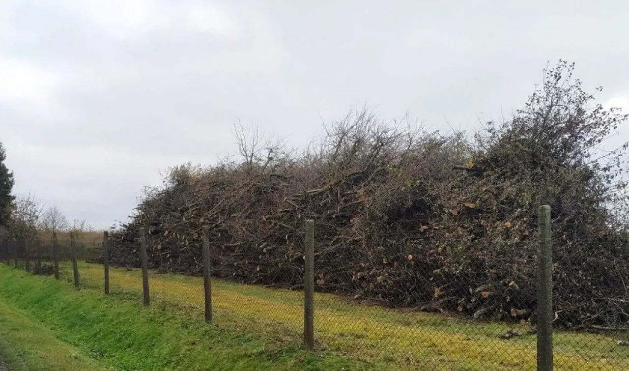 Drzewo z karczowanego sadu