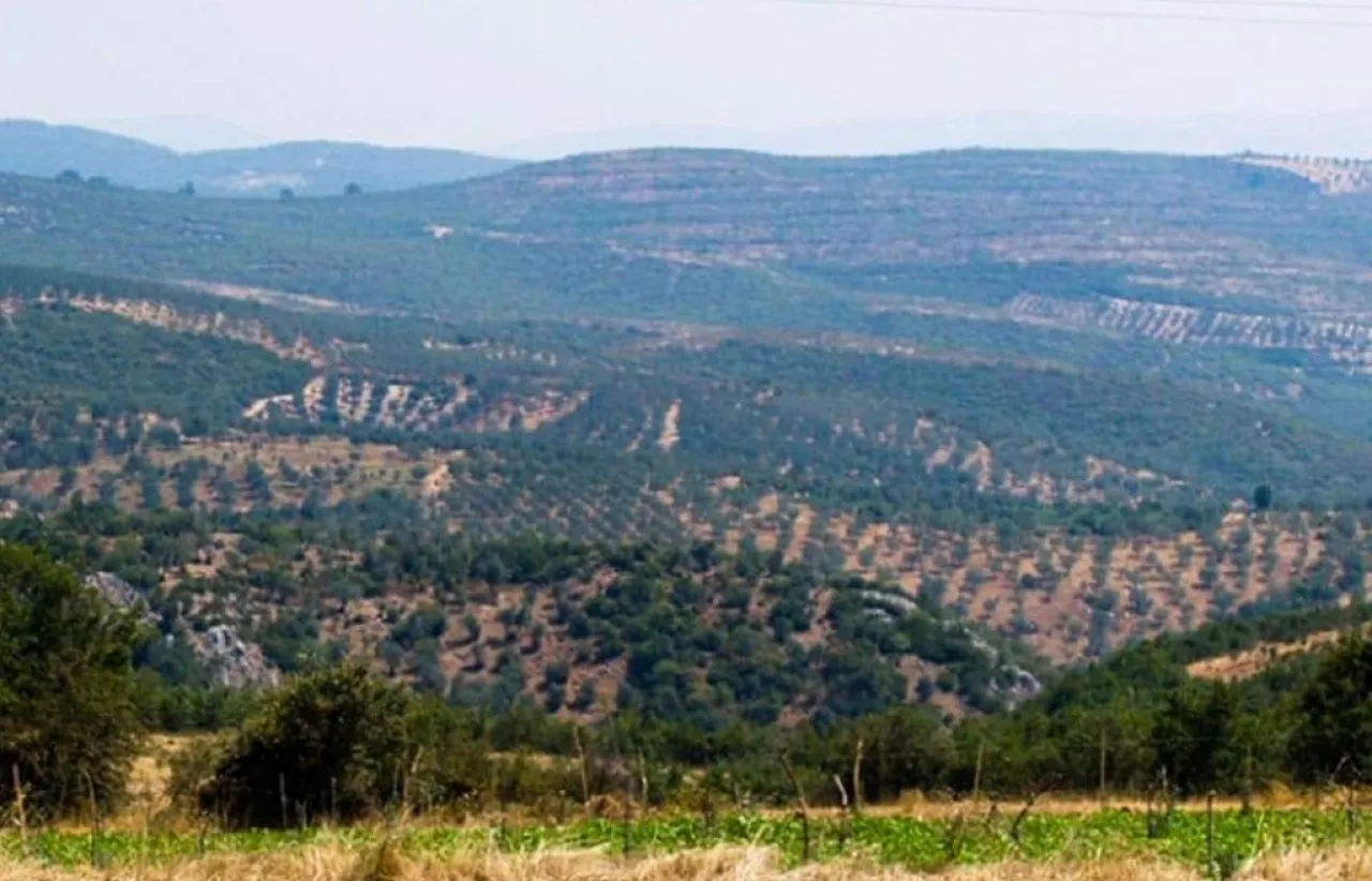 Eksport tureckich jabłek