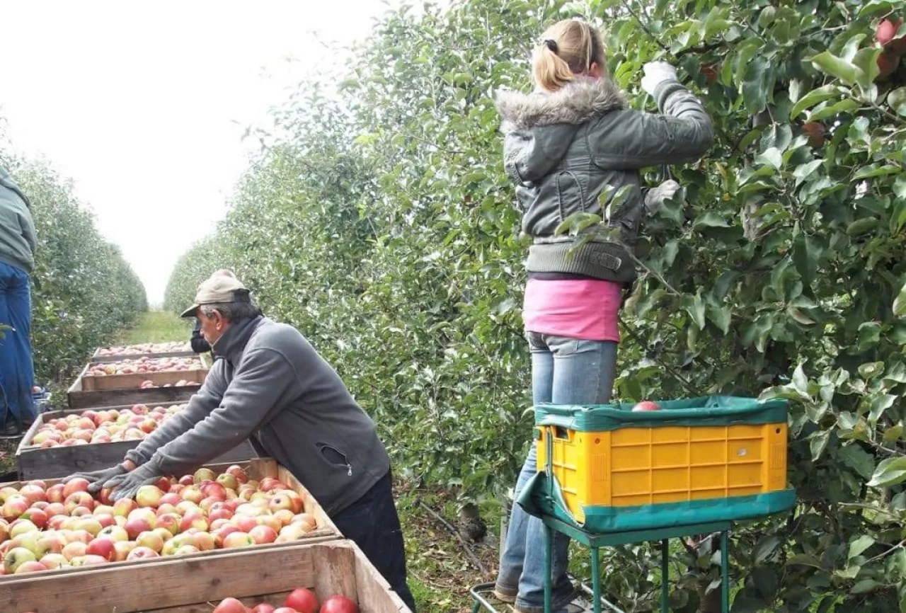 Zbiór jabłek w Sadzie - pracownicy