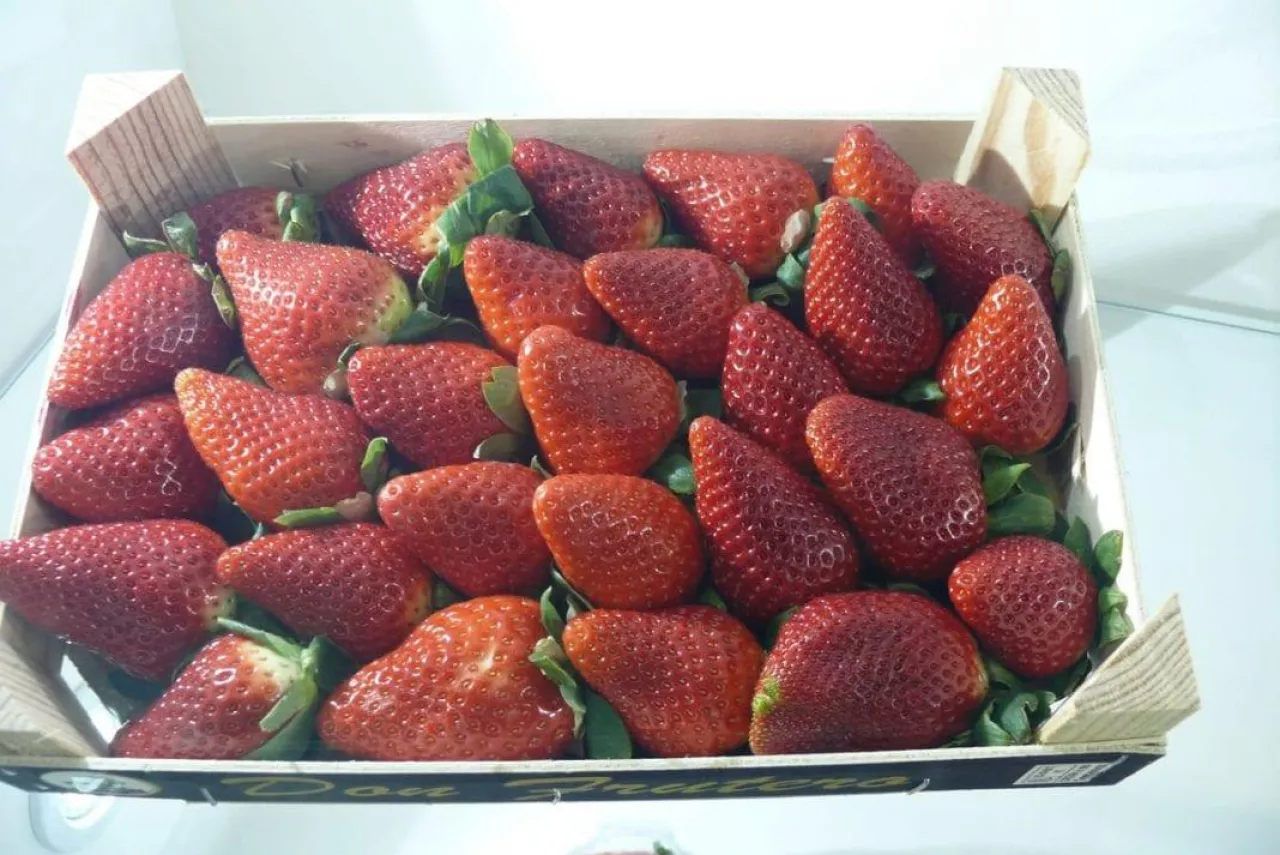 Truskawki w Hiszpanii