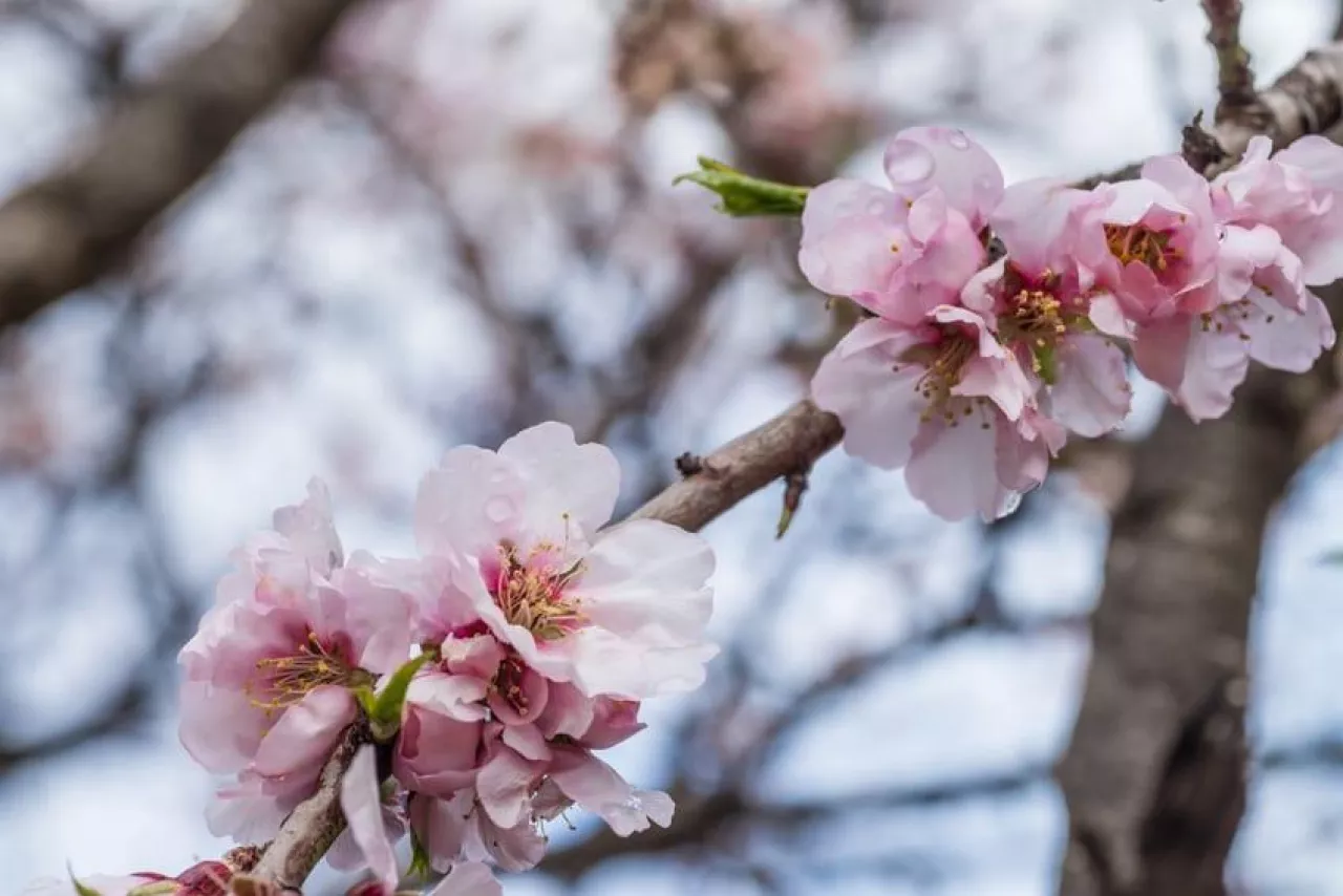 Almond tree blossom in the middle of the winter on Costa Blanca, Spain