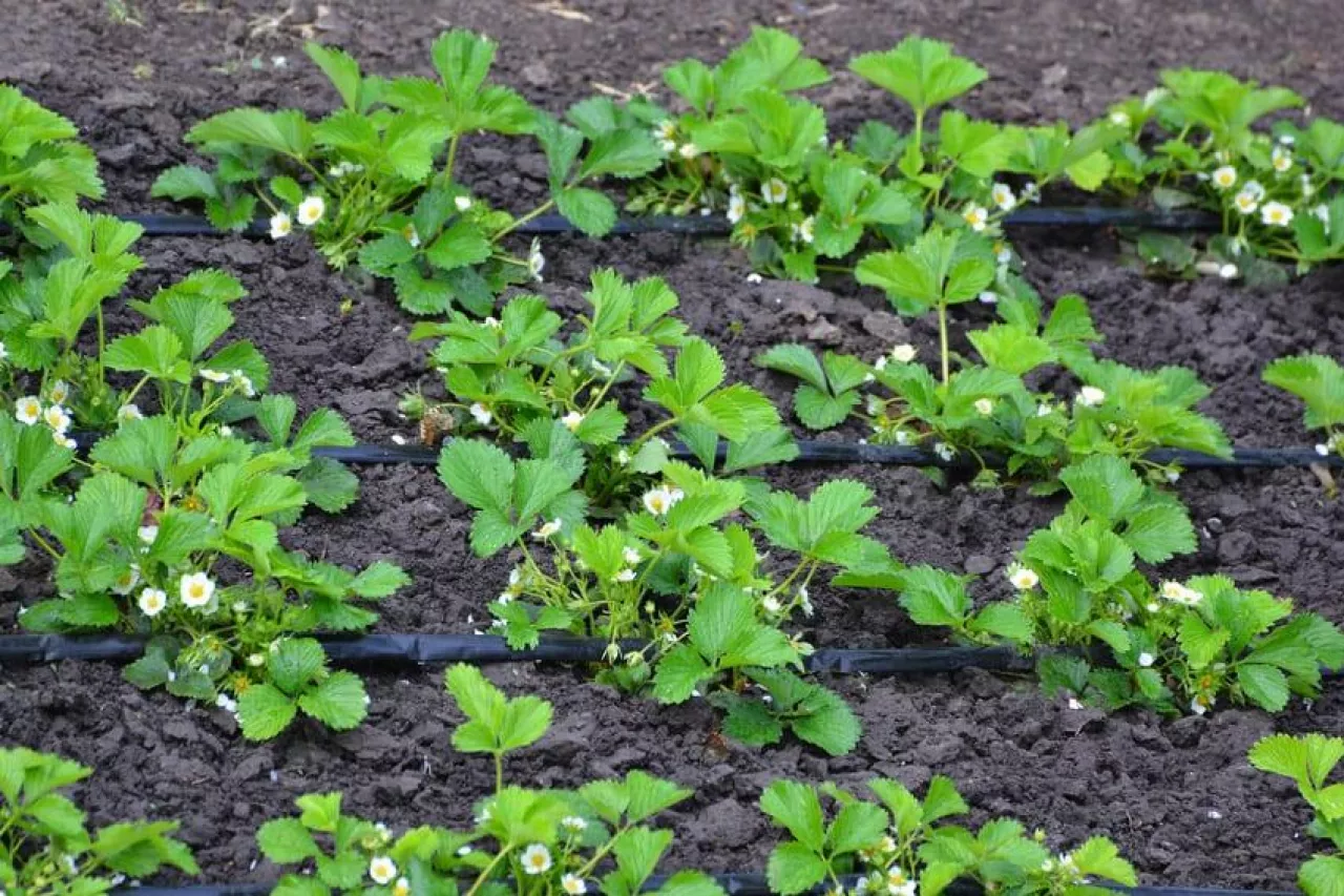 Plants of blossoming strawberries on beds in spring garden. Flowering green strawberry bushes with white flowers on beds with drip irrigation.
