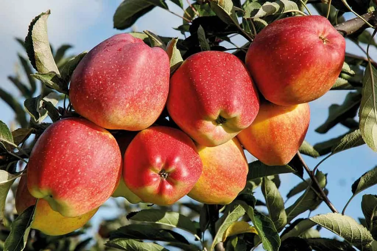 Fot. 3. ‘Red Delicious‘ mimo że jest w uprawie od końca XIX wieku, w Polsce jest nadal odmianą stosunkowo mało znaną